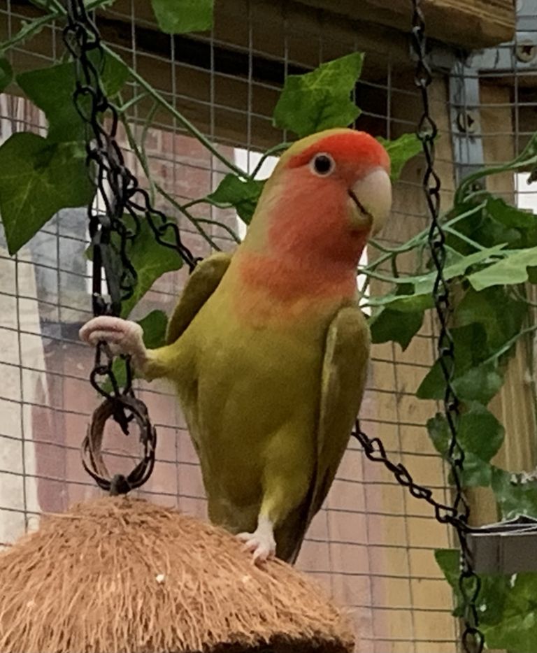 Birds for Sale